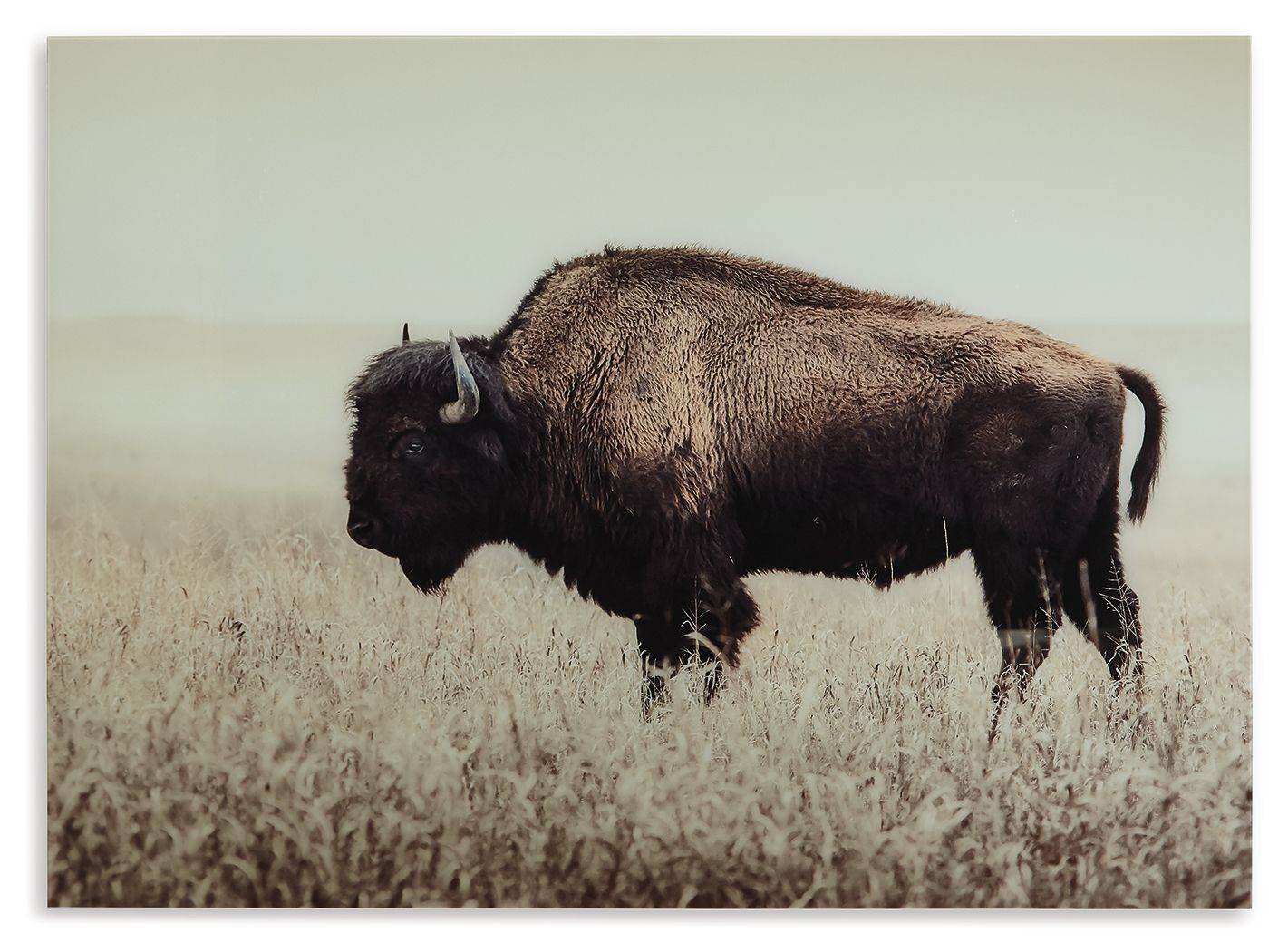 Brutus - Sepia - Wall Art - Forward Furniture