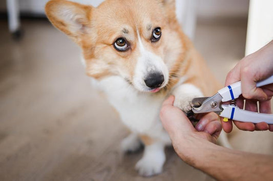 Best Pet-Friendly Furniture - Forward Furniture