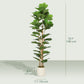 6FT Artificial Fiddle Leaf Fig Tree, Fake Potted Tree with Solid Wood Trunks and Lifelike Leaves for Indoor Decor, Green