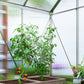 6' x 4' x 6.6' Walk-in Greenhouse, Polycarbonate Greenhouse with Adjustable Roof Vent, Base, Sliding Door, Clear