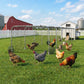 Extra Long Chicken Tunnel for Outside, 354" x 39" Galvanized Steel Chicken Run for 10-15 Chickens or Ducks
