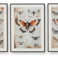 Jossletts - Orange / Black / Ivory - Wall Art Set (Set of 3) - Forward Furniture